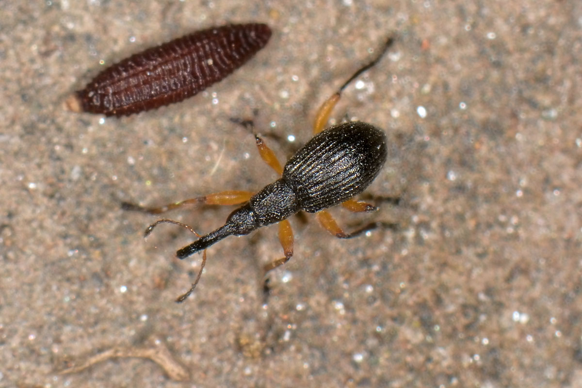 Apionidae: Protapion sp?   S,  Protapion apricans